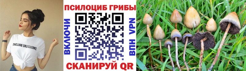 Галлюциногенные грибы Psilocybine cubensis  Купить где  Высоцк 